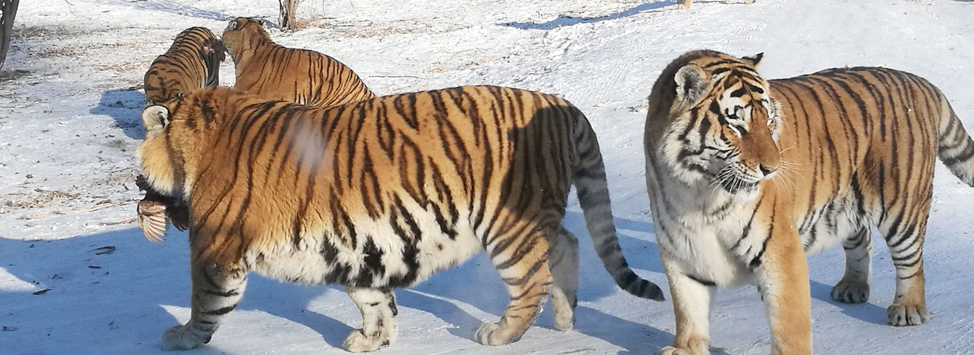 Siberian Tiger Park